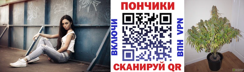 Шишки марихуана Amnesia  Купить  Новопавловск 